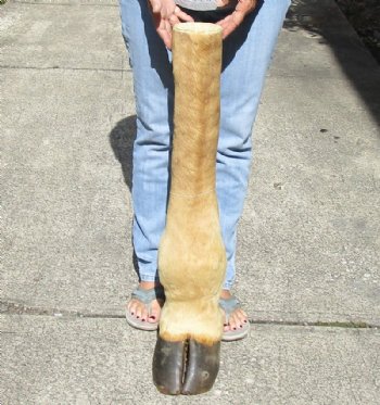 Wholesale Giraffe foot mount 24 inches to 30 inches long - $75.00 each