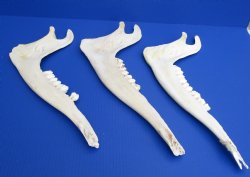 Wholesale African Giraffe Lower Jaw Bone (one side) 15 to 18 inches long - $45 each; 3 pcs @ $40 each