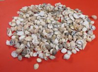 Wholesale Medium shell mix in bulk 1" - 2" - 8 gallons @ $7.20/gallon 