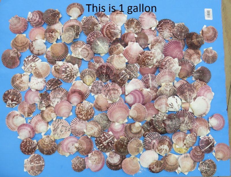 Wholesale Pecten Purpuratus Shells, Purple Scallop