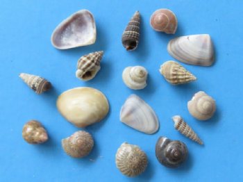 Wholesale Tiny Seashells imported from India under 1 inch - Case of 8 gallons @ $7.65 a gallon 