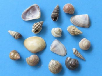 Under 1 inch India Tiny Assorted Seashells for Crafts Wholesale - $8.50 a gallon 
