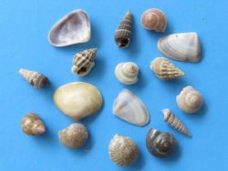 Under 1 inch India Tiny Assorted Seashells for Crafts Wholesale - $8.50 a gallon 