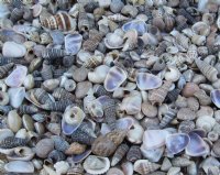Wholesale Tiny Seashells imported from India under 1 inch - Case of 8 gallons @ $7.65 a gallon 