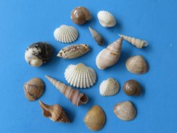 Wholesale Indian small mixed seashells 1/2" - 1-1/2"  Case of 10 gallons @ $7.90 a gallon  