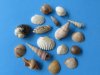 Case of Wholesale small bulk mixed seashells for crafts from India 1/2" - 1-1/2"  Case of 8 gallons @ $5.15 a gallon  