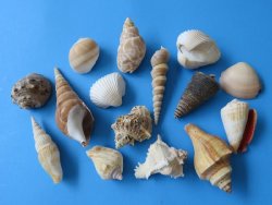 Case of Large Indian Assorted Shell Mix 1 to 3-1/2 inches - 10 gallons @ $7.20/Gallon