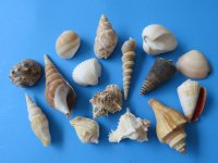 Wholesale case of large mixed shells from India - Case of 10 gallons @ $6.50 a gallon  