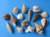 Wholesale case of large mixed shells from India - Case of 10 gallons @ $5.15 a gallon  