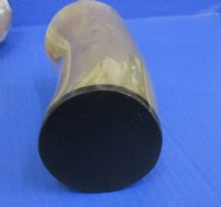 Wholesale Polished Buffalo Horn Glass measuring 6" tall  - 2 pcs @ $10.00 each; 20 pcs @ $9.00 each