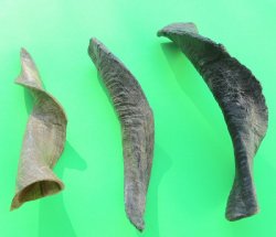 Wholesale Goat Horns - 8 inches to 12 inches - 5 pcs @ $4.50 each; 25 pcs @ $4.00 each