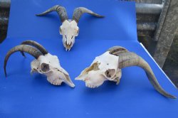 Wholesale U.S Domestic Goat Skulls - 10-18 inch horns - $115 each