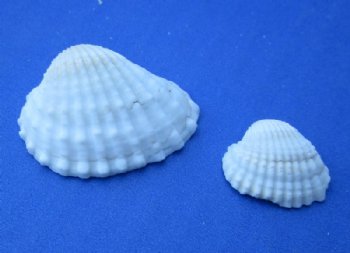 Wholesale Anadora Granosa, Ribbed Cockle shells 3/4" to 1-1/4" - 1 gallon @ $6.50/gallon