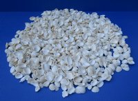 Wholesale Anadora Granosa, Ribbed Cockle shells 3/4" to 1-1/4" - 1 gallon @ $6.50/gallon