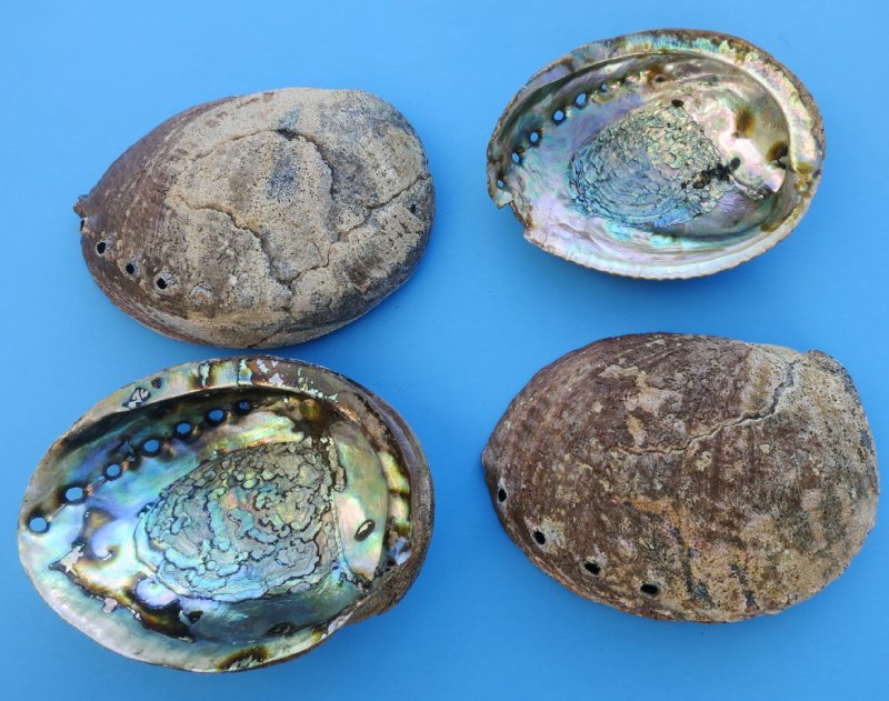 Abalone Shells Wholesale buy at Atlantic Coral Enterprise