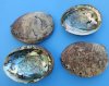 Wholesale Green Abalone shells for smudge bowls, commercial grade with natural imperfections and some with light sealant, 5 inches to 5-3/4 inches - Packed: 3 pcs @ $6.25 each; Packed: 36 pcs @ 5.60 each