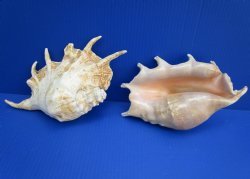 8 to 9-3/4 inches Giant Spider Conch Shells Wholesale - 2 pcs @ $5.00 each
