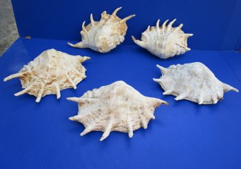8 to 9-3/4 inches Giant Spider Conch Shells Wholesale - 10 pcs @ $4.50 each