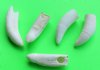 Wholesale Alligator Teeth - 2-1/2 to 2-7/8 inches measured around the curve - Pack of 2 @ $8.50 each; Packed: 8 pcs @ $7.50 each