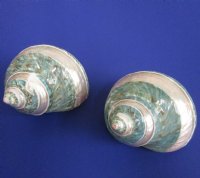 Wholesale Polished Jade Turbo with pearl band 2-1/2 to 3 inches - 5 pcs @ $3.75 each; 25 pcs @ $3.25 each
