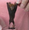 Wholesale Mummified hanging Bicolored leaf-nosed bat (hipposideros bicolor) measuring 3-3/4 inches up to 4-3/4 inches - You will receive one similar to the one pictured for $16.00 each; 4 or more @ $14.40 each