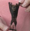 Wholesale Mummified hanging Intermediate leaf-nosed bat (hipposideros larvatus) measuring 3-3/4 inches up to 4-1/2 inches - You will receive one similar to the one pictured for $16.00 each; 4 or more @ $14.40 each