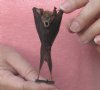 Wholesale Mummified hanging Big-eared leaf-nosed bat (hipposideros macrobullatus) measuring 3-3/4 inches up to 4-1/4 inches - You will receive one similar to the one pictured for $16.00 each; 4 or more @ $14.40 each