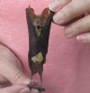 Wholesale Mummified hanging Madurai leaf-nosed bat (hipposideros madurae) measuring 3-3/4 inches up to 4-1/2 inches - You will receive one similar to the one pictured for $16