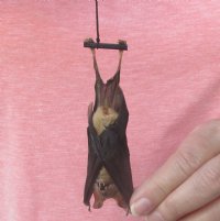 Wholesale Mummified hanging Madurai leaf-nosed bat - 3-3/4 inches up to 4-1/2 inches - $16 