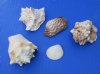 Wholesale Large mixed shells from Haiti for shell craft - 1 to 4 inch in size - $10.50/Gallon