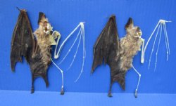 Wholesale Half Skeleton/Half Mummy Leaf Nosed fruit bat - 6-1/2 to 7-1/2 - $60 each