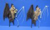 Wholesale Half Skeleton/Half Mummy Leaf Nosed fruit bat (Hipposideros Diadema) - 6-1/2 to 7-1/2 - You will receive one similar to the one pictured for $60 each