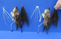 Wholesale Half Skeleton/Half Mummy Leaf Nosed fruit bat - 6-1/2 to 7-1/2 - $60 each