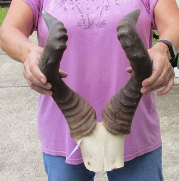 Discounted Hartebeest Skull & Skull Plates