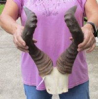 Discounted Hartebeest Skull & Skull Plates