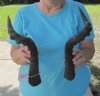 Hartebeest Horns Hand Picked Pricing