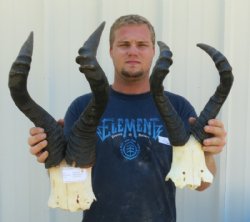 Wholesale red female hartebeest skull plate and horns -  $45.00 each 
