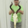 Wholesale red hartebeest skulls and horns - We will select one similar to those shown for $85 each