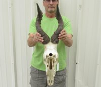 Wholesale red hartebeest skulls and horns - $110 each