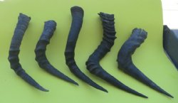 Wholesale African Red Hartebeest Horns for sale 13 to 20 inches - Min: 2 pcs @ $10.00 each