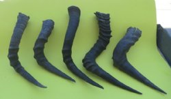 African Red Hartebeest Horns for sale 13 to 20 inch - (2 pc, 12 pc)