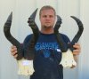 Wholesale red female hartebeest skull plate and horns - We will select one similar to those shown for $45.00  