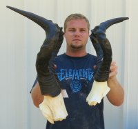 Wholesale red female hartebeest skull plate and horns -  $45.00 each 