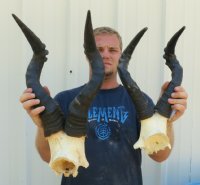 Wholesale red female hartebeest skull plate and horns -  $45.00 each 