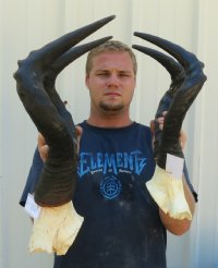 Wholesale red female hartebeest skull plate and horns -  $45.00 each 