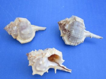 Wholesale Murex Haustellum Shells 1-1/4 inches to 2-1/2 inches - 50 pcs @ $..15 each