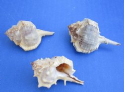 Wholesale Murex Haustellum Shells 1-1/4 inches to 2-1/2 inches - 50 pcs @ $..15 each