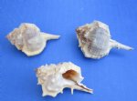 Wholesale Murex Haustellum shells 1-1/4 inches to 2-1/2 inches - 50 pcs @ $..15 each; 400 pcs @ $.13 each