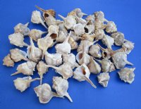 Wholesale Murex Haustellum shells - commercial grade - 1-1/4 inches to 2-1/2 inches - Packed: 50 pcs @ $..15 each; Packed: 400 pcs @ $.13 each