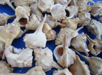 Wholesale Murex Haustellum shells - commercial grade - 1-1/4 inches to 2-1/2 inches - Packed: 50 pcs @ $..15 each; Packed: 400 pcs @ $.13 each